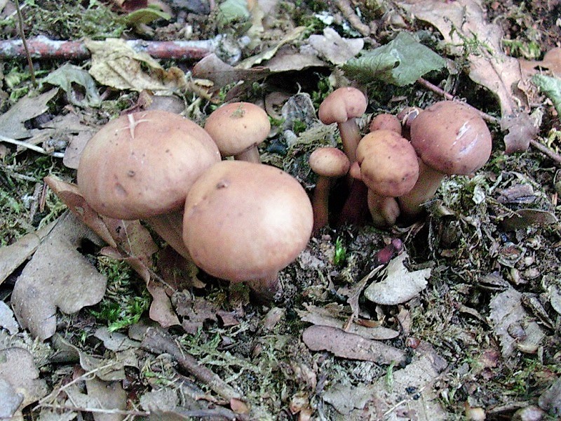 409 Agosto vecchio ritrovamento